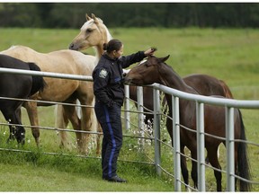 Emma Fillion, a peace officer with the Alberta Society for the Prevention of Cruelty to Animals (SPCA), interacts with some horses at the Tomanek Farms and Boarding Facility in Strathcona County on Tuesday, Aug. 6, 2019. The Alberta SPCA is encouraging livestock owners to make arrangements now for winter feed for their animals.
