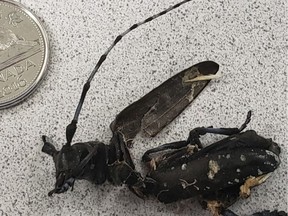 The first confirmed sighting of the Asian longhorn beetle in Edmonton happened in May after the insect crawled out of a pallet of wood in a warehouse.