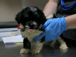 The city of confirmed on Friday that Edmonton's Animal Care & Control Centre will be sending 60 puppies and dogs to rescue shelters. (Supplied photos/Edmonton Humane Society)