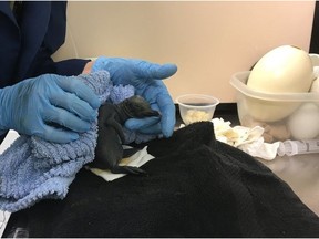 A still-unnamed king penguin chick was hatched at the Calgary Zoo on Aug. 7, 2019.