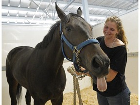 A horse named "Whoop It Up" is groomed by Emmanuelle Hoyau at the Century Mile Racetrack stables on Wednesday August 14, 2019. The cheap claimer, bought by one hundred members of the Century Racing Club, has won his last four races and got nominated for the $100,000 Oaks race.