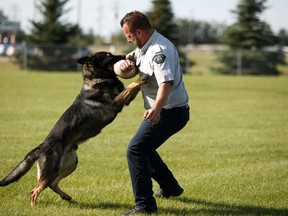 PSD Hulk works with handler Sgt. Troy Raddatz (not shown) during an Alberta RCMP demonstration of Police Dog Services in Stony Plain outside of Edmonton, on Wednesday, Aug. 21, 2019.