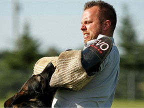 PSD Hulk works with handler Sgt. Troy Raddatz (not shown) during an Alberta RCMP demonstration of Police Dog Services in Stony Plain outside of Edmonton, on Wednesday, Aug. 21, 2019. Photo by Ian Kucerak/Postmedia