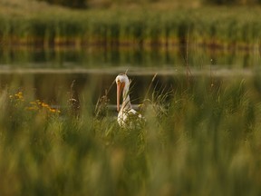 An american white pelican grooms itself at Hermitage Park on a summer evening in Edmonton, on Tuesday, Aug. 27, 2019.