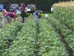 Volunteers help pick the bean crop at Lady Flower Gardens which is fundraising to keep its summer internship which supports social agencies' work in the garden to harvest food and support communities like the food bank, in northeast Edmonton, August 15, 2019.