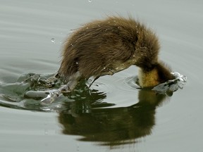 A duckling dives for food on the lake at Hawrelak Park in Edmonton on Monday, Aug. 12, 2019.