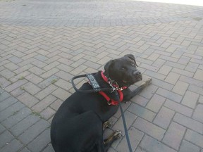 Carolyn Leblanc says when she approached a taxi at the Edmonton Airport with her registered service dog Marmaduke (pictured), on Sunday, August 4, the driver refused to serve her. ORG XMIT: y25cy3IUkXuioywQRslc