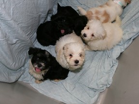 Havanese puppies seized from a recent animal protection case.