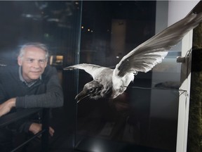 Royal Alberta Museum (RAM) ornithologist Jocelyn Hudon with a rare albino magpie on display at the museum on Thursday, Aug. 15, 2019, in Edmonton.