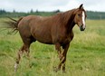 A horse at the Tomanek Farms and Boarding Facility in Strathcona County on Tuesday August 6, 2019. The Alberta SPCA is encouraging livestock owners to make arrangements now for winter feed for their animals. (PHOTO BY LARRY WONG/POSTMEDIA)