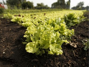 Salad greens are seen during a tour of the Northlands Urban Farm in Edmonton on Sunday, July 16, 2017.