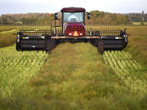 A farmer driving a swather cuts a canola crop, forming them into windrows during harvest in a field near the Edmonton International Airport on Sept. 4, 2019.