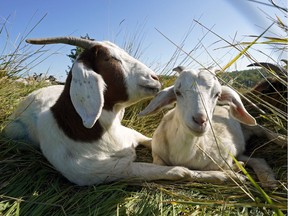 Two goats relax in the sunshine at Rundle Park in Edmonton on Thursday September 12, 2019. Edmonton's hired noxious-weed-eating goats were in action at Rundle Park for the final time as part of a three-year pilot to target noxious weeds in the city.
