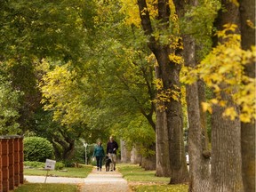 A couple walks their dog in the Highlands neighbourhood of Edmonton along a sidewalk covered in fall leaves on Friday, Sept. 13, 2019.