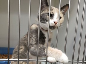 Edmonton's Animal Control is seeking the public's help in identifying the owner of a cat that was found in physical distress, including an elastic band wrapped around its neck that had become embedded in the cat's skin. (Supplied photo)