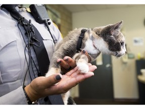 City of Edmonton's, Animal Control peace officer, Brianne Grey is asking for public help to track down the owner of the cat found near 129 Avenue and 118 Street on Sept. 12. Authorities are investigating after the cat was found in distress with an elastic band wrapped so tightly around its neck it had become embedded in the feline's skin.