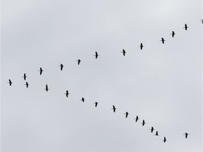 Sandhill cranes fly over Edmonton during their winter migration to the south on Tuesday, Sept. 17, 2019.