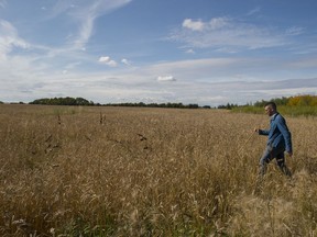 Chris Herd, the curator of the University of Alberta's meteorite collection searches a wheat field with a stick tipped with a magnet. University of Alberta researchers hunt for a Meteorite in farmers fields south of Camrose on September 18, 2019.