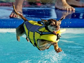 A Chihuahua named "Zelda" dives into the pool at Grosvenor Outdoor Pool in St. Albert, Alberta on Monday September 2, 2019. The pool was hosting its annual Grosvenor Dog Swim in support of Second Chance Animal Rescue Society (SCARS). Over a hundred dogs attended to swim in the pool before it was cleaned and closed for the season. Zelda's humans are Kristine Fabish and Richard Briggs. (PHOTO BY LARRY WONG/POSTMEDIA)