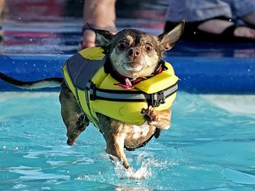 A Chihuahua named "Zelda" dives into the pool at Grosvenor Outdoor Pool in St. Albert, Alberta on Monday September 2, 2019. (PHOTO BY LARRY WONG/POSTMEDIA)