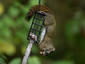 A squirrel assumes the "downward facing squirrel" position while doing yoga exercises on a bird feeder at Hawrelak Park in Edmonton. (PHOTO BY LARRY WONG/POSTMEDIA)
