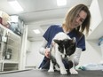 The Edmonton Humane Society introduced a mobile pet surgical suite to the community on Tuesday, Sept. 24, 2019. Dr. Michelle Meckelborg brings a cat out of one of the holding cages.