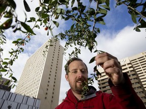Dustin Bajer says wild goji berry bushes in the river valley originate with early Chinese immigrants to Edmonton.