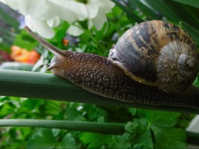 Gerald Filipski suggests keeping your yard tidy and free of debris to reduce slug issues.