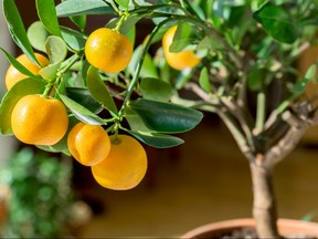 When growing citrus plants indoors, increase their chances of survival with LED lights and timers.