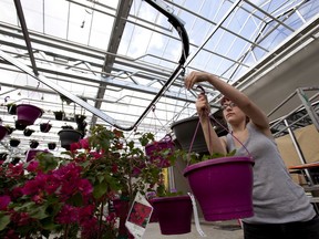 Cameo Cardwell puts 500 baskets of petunias onto racks at Hole's Greenhouse on April 30, 2012 in St Albert. It was announced Monday that Hole's Greenhouses & Gardens LTD. will be taken over by its new owner, agriculture company TEC Property Inc. in 2020.