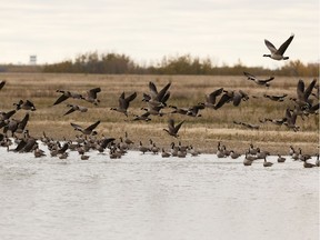 A flock of Canada geese take off from a pond in a field along 50 Street north of Anthony Henday Drive in northeast Edmonton, on Monday, Sept. 30, 2019.