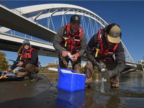 Alberta Environment and Parks technicians Elynne Murray, left, Chris Ware and Ryan Ozipko sample North Saskatchewan River water by the Walterdale Bridge on Thursday, Oct. 3, 2019. This is part of a new monitoring program aimed to protect the river for future generations and improve the understanding of the river’s watershed through enhanced monitoring and sampling.