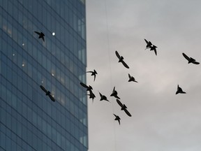 Pigeons fly over the ICE District in downtown Edmonton, on Monday, Oct. 21, 2019. As fall weather sets into the capital city urban wildlife begin to adapt ahead of the arrival of snow.