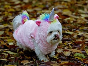 A "unicorn" was spotted frolicking among the autumn leaves in southwest Edmonton on October 28, 2019.