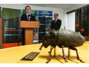 A 20-times model of a mountain pine beetle is seen as Paul Whittaker, right, president and CEO of Alberta Forest Products Association, and Agriculture and Forestry Minister Devin Dreeshen speak during the announcement of the Alberta government's increase in the mountain pine beetle management program's annual budget during a news conference in Edmonton on Thursday, Oct. 31, 2019.