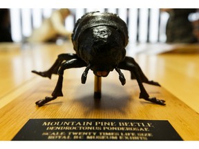 A twenty times sized mountain pine beetle model is seen during the announcement of the Alberta government's increase in the mountain pine beetle management program's annual budget from $25 million to $30 million through 2022-2023 during a press conference at Alberta Forest Products Association's office in Edmonton, on Thursday, Oct. 31, 2019.