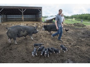 Ian Griebel with pigs and piglets on June 25, 2019. The owner of Red Tail Farms has partnered with other farms in the Castor area and  businesses in the city as a way to make his small town farm work.