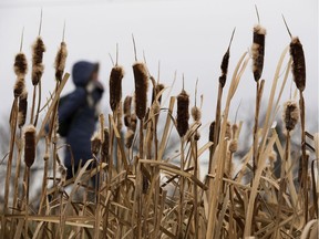 A pedestrian is framed by cattails near the Saville Community Sports Centre, in Edmonton Friday Nov. 1, 2019.