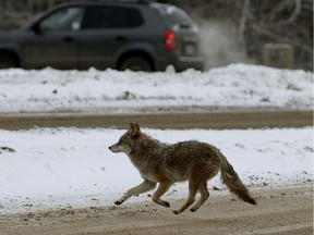 A coyote crosses the road near Fox Drive in Edmonton. File photo.