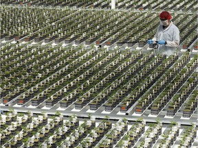 An employee at Edmonton's Aurora Sky facility checks on marijuana plants, in Friday July 26, 2019. Aurora and the UFC have announced the launch of a clinical research study on the use of CBD by MMA athletes.