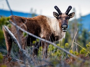 A woodland caribou in Northern Alberta. (Photo by Jillian Cooper)