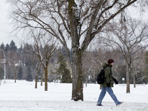 A pedestrian makes their way through the falling snow in Edmonton's Hawrelak Park, Tuesday Nov. 26, 2019.