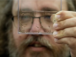 City of Edmonton Pest Management Coordinator Mike Jenkins displays mosquito larvae.
