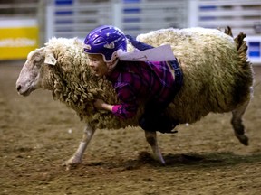 Barrhead's River Massa, 7, takes part in the mutton busting competition during Farmfair International at the Edmonton Expo Centre on Thursday, Nov. 7, 2019.
