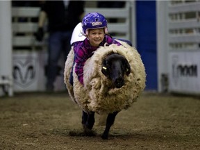 Barrhead's River Massa, 7, takes part in the mutton busting competition during Farmfair International at the Edmonton Expo Centre, Thursday Nov. 7, 2019. Photo by David Bloom