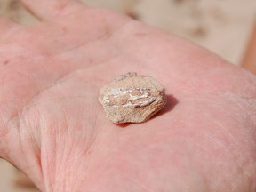 A 100-million-year-old fossil of a legged snake's cheekbone discovered in Argentina provides new insight into how modern snakes evolved, thanks to new research from a collaboration between Argentinian and University of Alberta paleontologists. Photo credit: Fernando Garberoglio