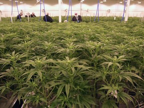 Cannabis plants are shown at Sundial Growers facility in Olds.