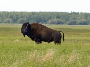 A bison near Claire Lake in Wood Buffalo National Park. File photo.