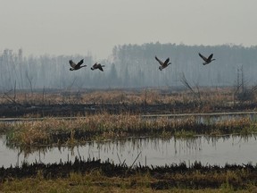 Geese take-off from a pond next to scorched earth along Highway 35 and 10 km south of High Level where about 4000 residence were evacuated from the Chuckegg Creek fire that is still approximately three kilometres from the town site, May 22, 2019.