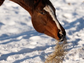 A horse digs into their hay on a warm winter's day at Whitemud Equine Centre in Edmonton, on Sunday, Dec. 22, 2019. Photo by Ian Kucerak/Postmedia